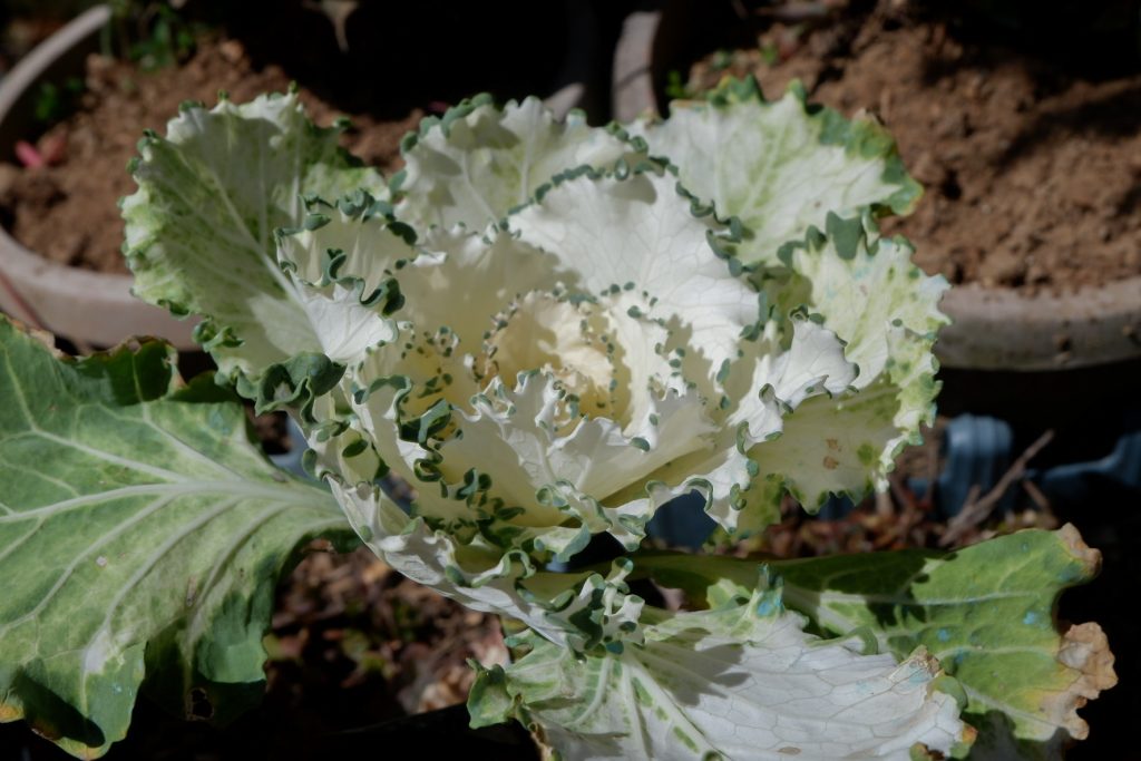 ALT="flower cabbage on the mountain"