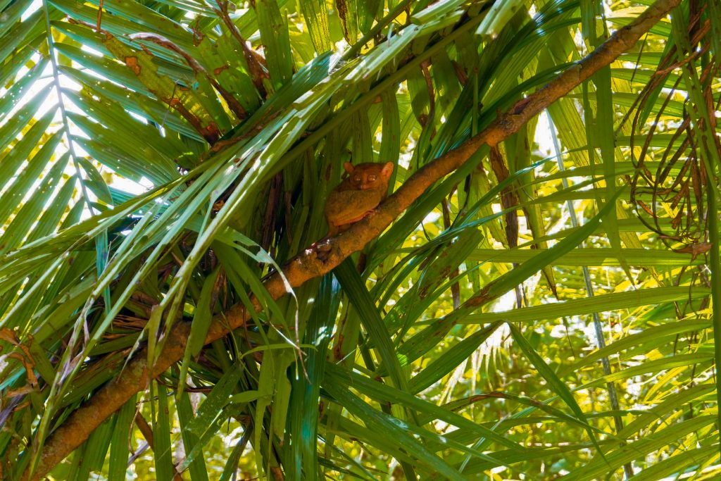 ALT="tarsier smallest primate animal"