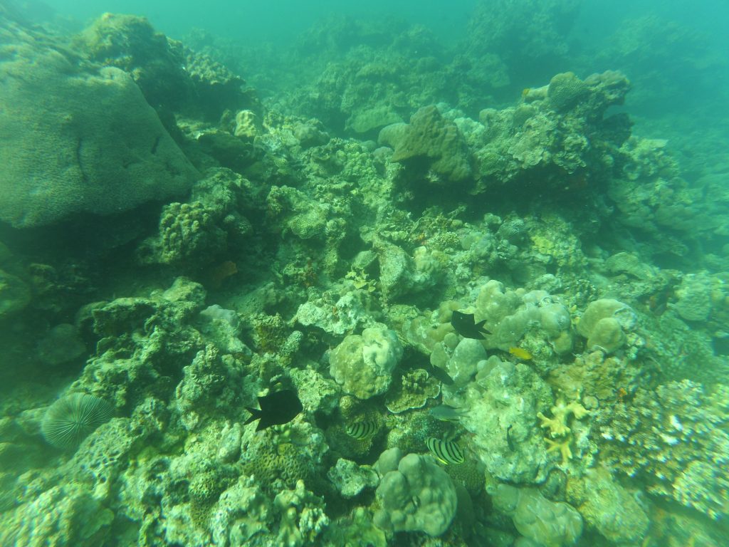 ALT="the corals under the sea in summer cruise batangas"