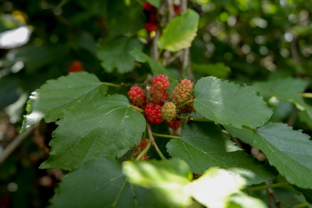 ALT="raw mulberry to pick at"