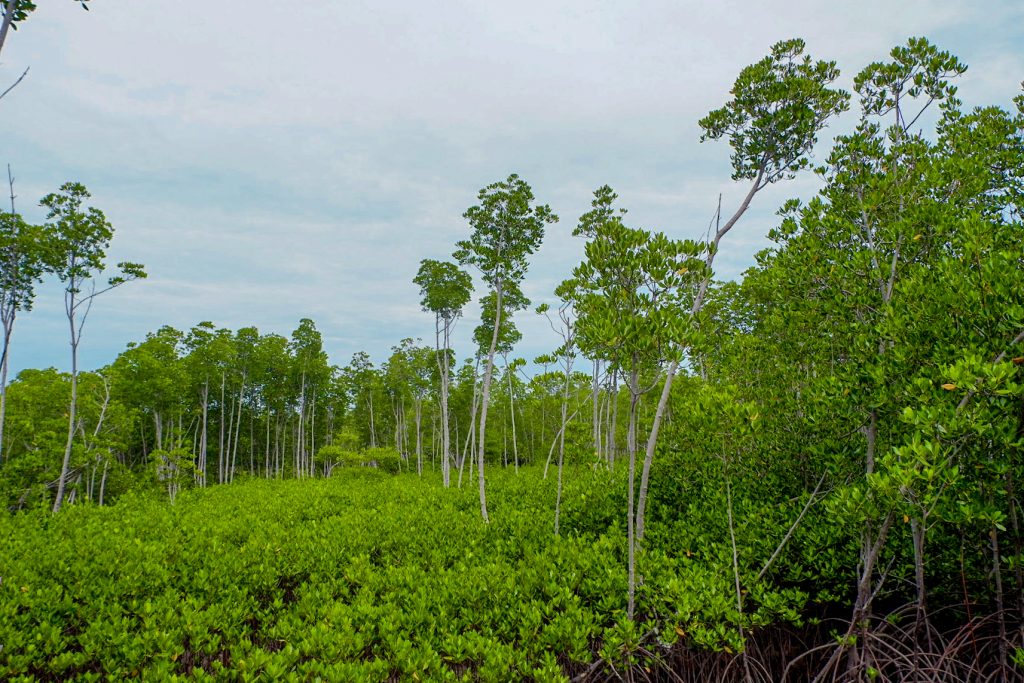 ALT="the mangrove forest protection area bantayan island"