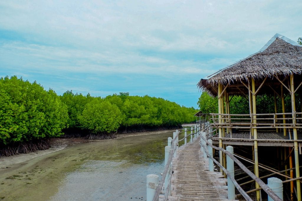 ALT="bantayan island cebu mangrove"