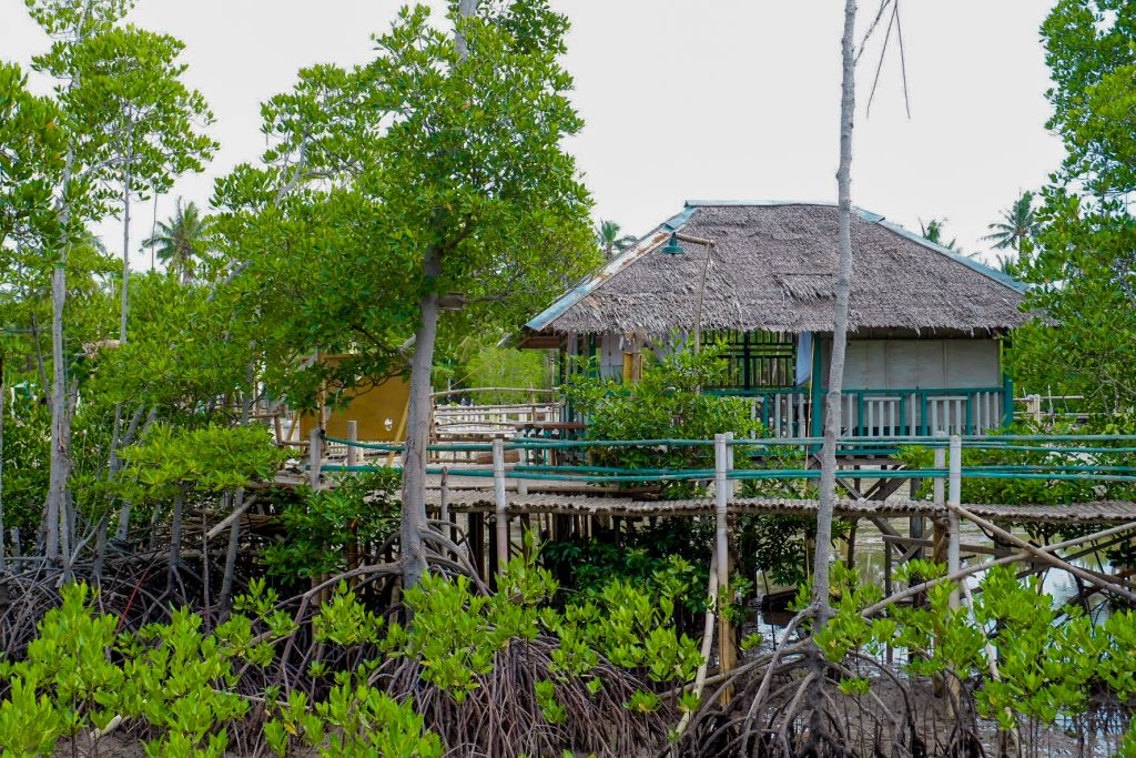ALT="bantayan island mangrove forest"