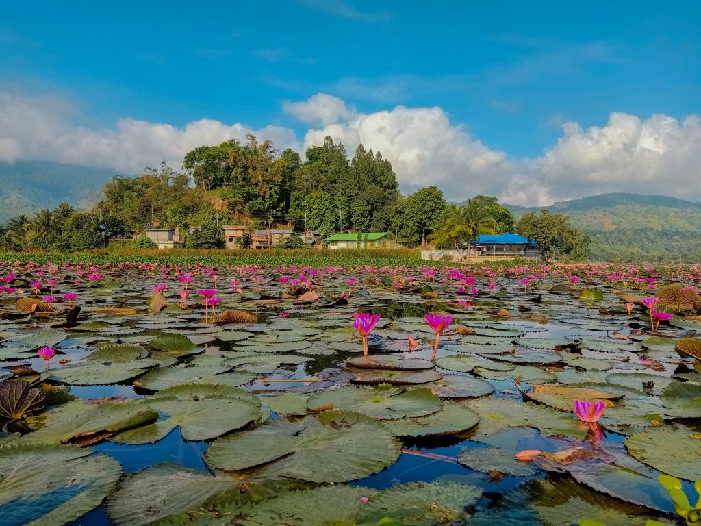 ALT="lotus flower lake sebu south cotabato"