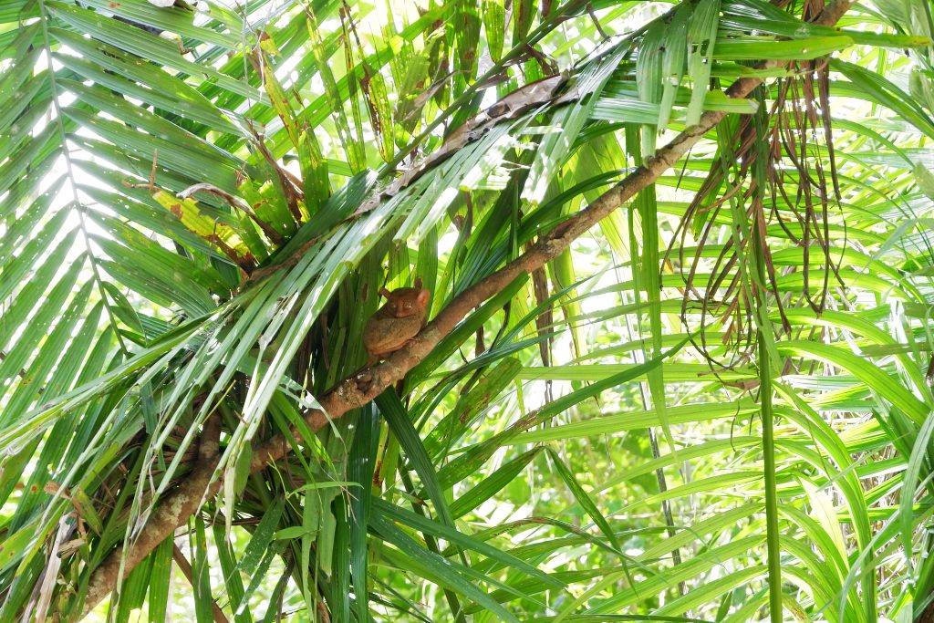 ALT="tarsier smallest primate philippines"