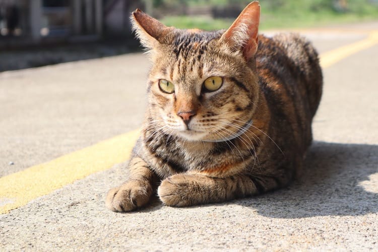 the welcoming cat at the village