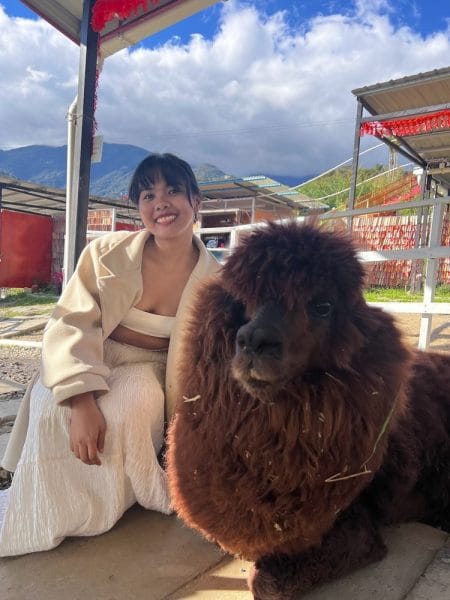 the alpaca club kundasang